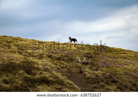 Lonely dog in the mountains and lots of crocus flowers. Cloudy wet weather and homeless dog on the top of the hill.
