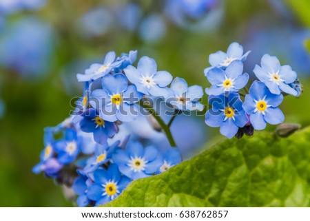 Bright yellow and blue colored blossoms blooming in spring