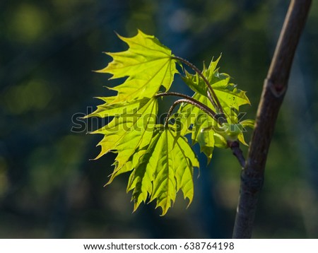 Leaves of norway maple tree backlited by sunlight, selective focus, shallow DOF.