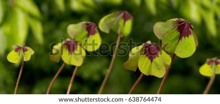 Four leaves clover isolated on green background.