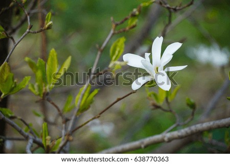 A flower of a white magnolia on a branch on a blurred background