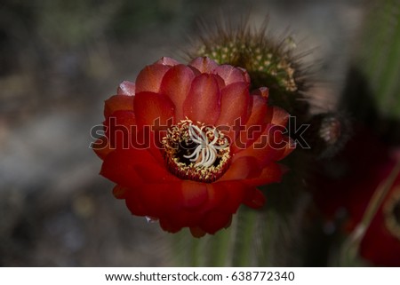 Red cactus rose isolated with a blurred background in the Namib Desert