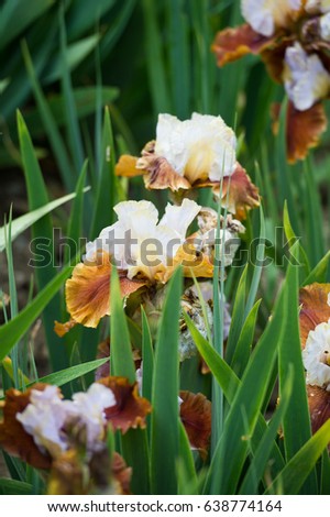  Colorful irises in the garden, perennial garden. Gardening. Bearded iris