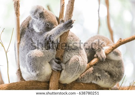 koala,Phascolarctos cinereus