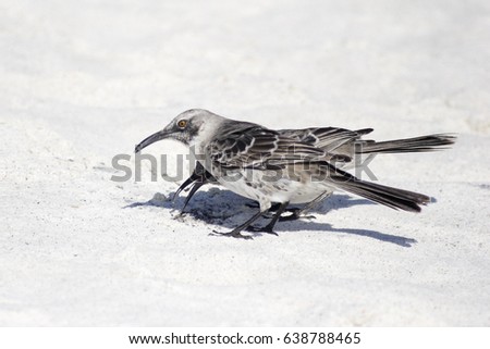 Hood mockingbird (Mimus macdonaldi) on the beach, Gardner Bay, Espanola, Galapagos Islands