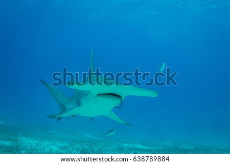 Hammerhead shark with a rusty hook in her mouth against blue background