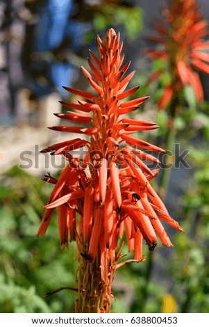 The flower of Aloe vera 