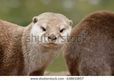 head shot of an oriental small clawed otter