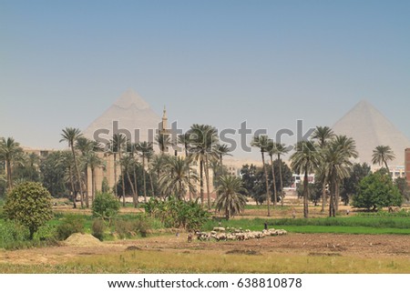 Sheeps herd grazing in the fields with a mosque and the pyramids of Giza in the background.