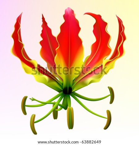 Vector photo-realistic gloriosa flower