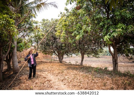 asia woman is hunting Red fire ant on mango tree by basketwork. Thai people go hunt ant nest and find egg' ant for cook. (Oecophylla smaragdina)