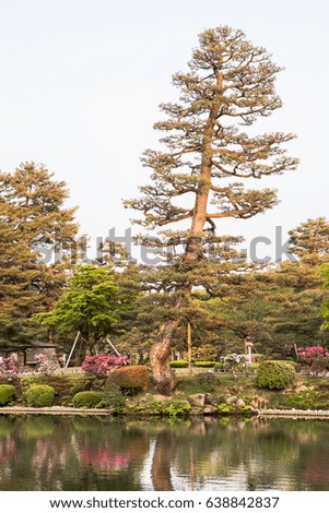 Traditional Japanese tree in Kenroku-en garden, Kanazawa