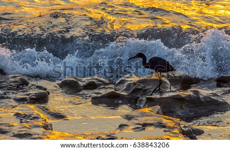 Silhouette of a little blue heron in the early morning as a wave breaks on a Florida rocky beach.