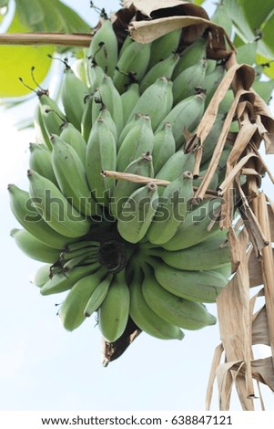 banana on tree