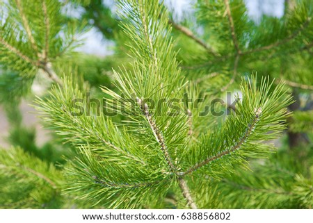 spruce needles with bright green needles in the background