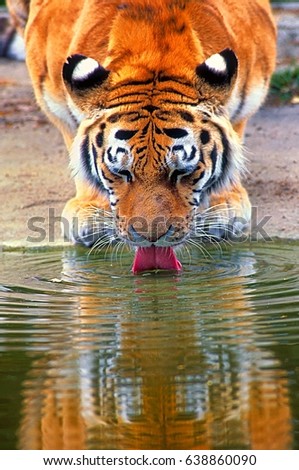 A tiger stoops to drink from the water's edge and meets his reflection in the pool.