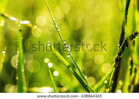Drop of dew in morning on leaf with sunlight from the sun