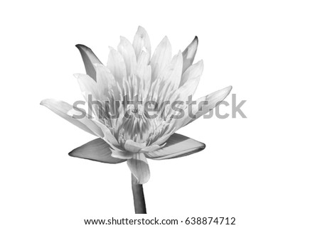 black and white lotus.