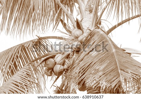 sepia coconut tree.