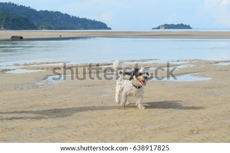 Dog running on the beach Koh Chang Trad Thailand sea landscape
