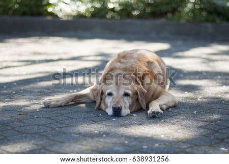 A tired old dog lays in the shadows on a hot summer day.