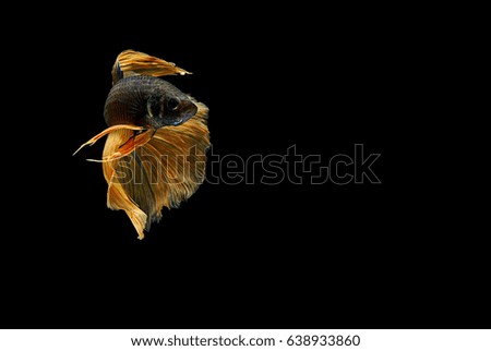 Capture the moving moment of white siamese fighting fish isolated on black background, Betta fish 