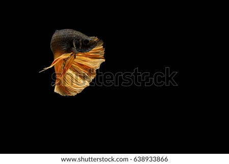 Capture the moving moment of white siamese fighting fish isolated on black background, Betta fish 