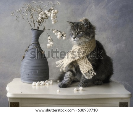 Kitten in winter dress