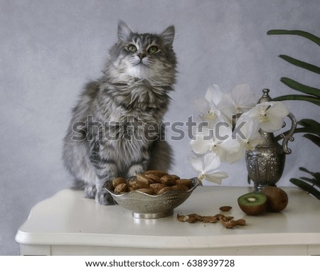 Kitten and almonds