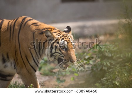 Portrait of a beautiful Tiger . dangerous animal