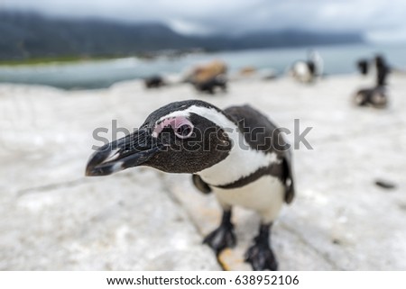 African Penguins at Stony Point Nature Reserve in Bettys Bay, close to Hermanus in Cape Town South Africa
