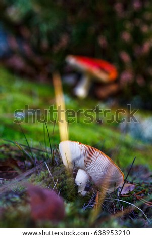 Close up of red mushroom with white spots in autumn. 