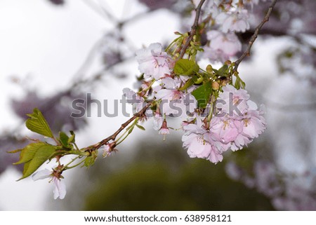 Water drops on the blooming sakura tree.