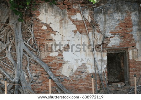 Tree roots covered brick wall,close up.