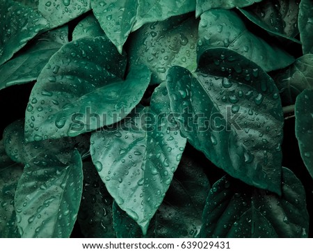 Abstract dark green of tropical plant and green leaf after rain drops in monsoon season