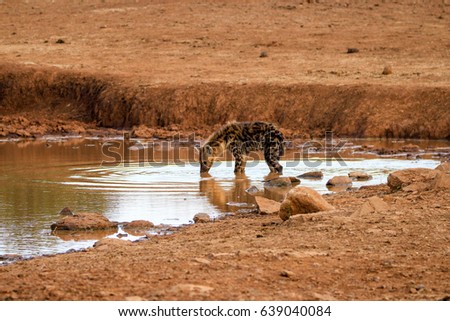 hyena drinking water