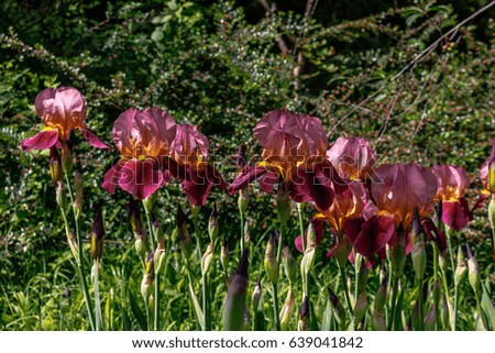 Iris tectorum maxim