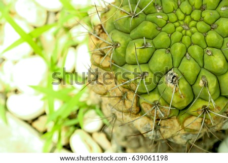 Cactus in garden