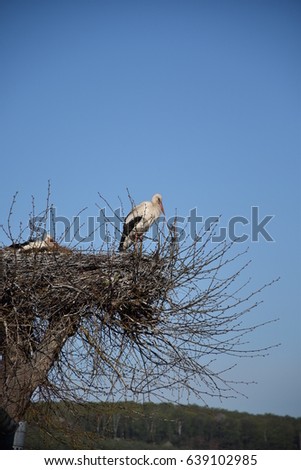 Storks have returned from warm countries or from wintering. Family in the nest. Large white birds. Low angle view