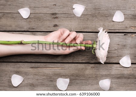 Close-up partial view of person holding light pink rose flower and beautiful rose petals on wooden table 