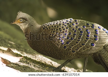This picture shows am image of Grey Peacock-Pheasant , feeding in forest