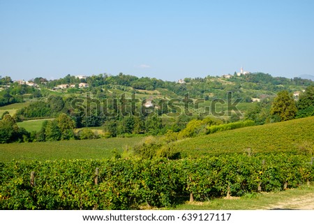 Grapes growing in vinyards near Conegliano, Italy. The grapes are used for making prosecco sparkling wine.
