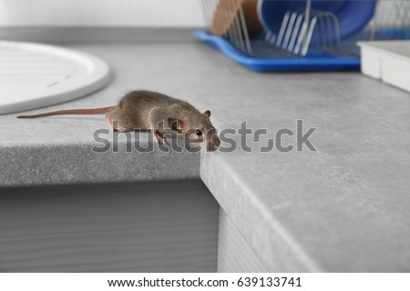 Cute little rat on table near sink Royalty-Free Stock Photo #639133741