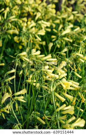 Sour grass field - Oxalis pes-caprae