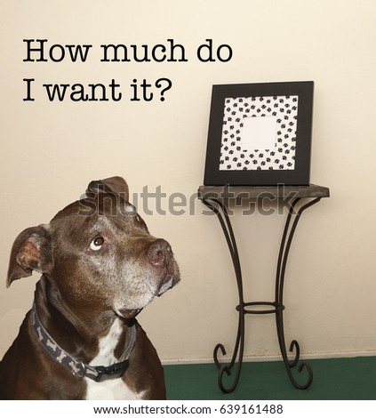 Large dog looking up at small picture frame hoping he can fit into it with the text "How much do I want it?". Photo depicts concept that when you put your mind into something, it can be accomplished.