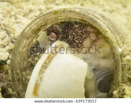 coconut octopus hide in a bottle