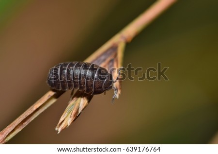 Sow bug on a wild grass stalk. These Wood louse are one of the most common finds in any garden worldwide, and there are many different species of them. They are very active at night. 