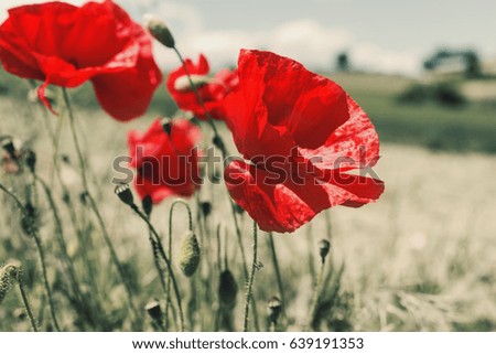 Flowers field with red poppies  in the wind, outdoors