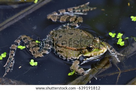 Frog in the water between reeds and other water plants in the river 