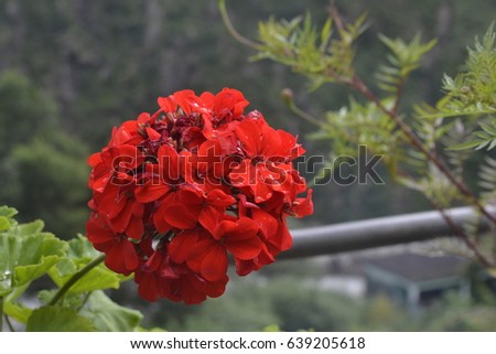 Valley of Flowers, Uttarakhand, India